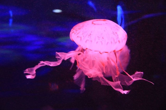 北京海洋馆乘车路线\/【组图】北京海洋馆乘车路线\/北京有几个海洋馆