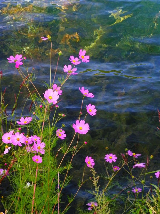 2010格桑花开时四