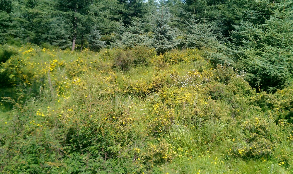 【携程攻略】临夏黄草坪景点,荒草野岭算不上什么旅游景点,是当地人浪