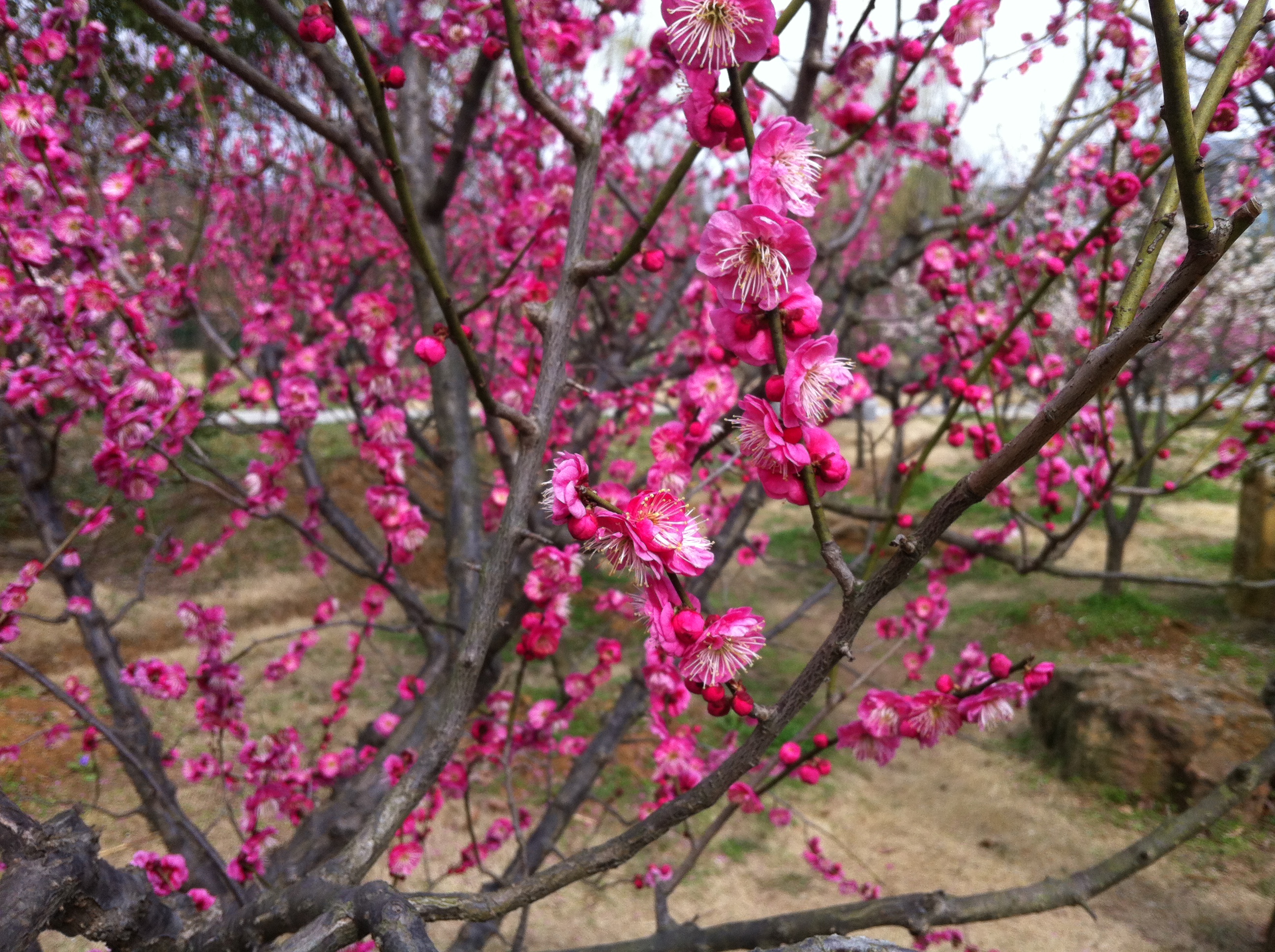 梅花香味最浓时.