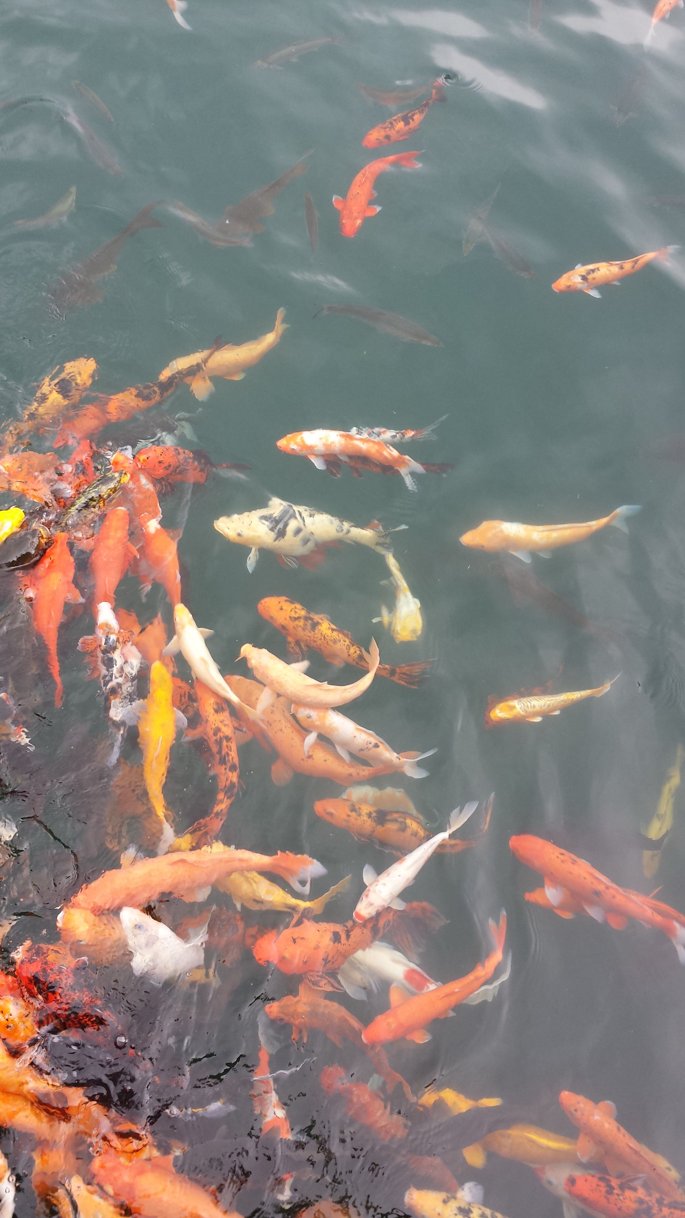                   清澈的湖水,鱼
