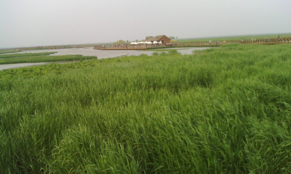 【携程攻略】宁河区七里海(已永久关闭)适合家庭亲子旅游吗,七里海(已