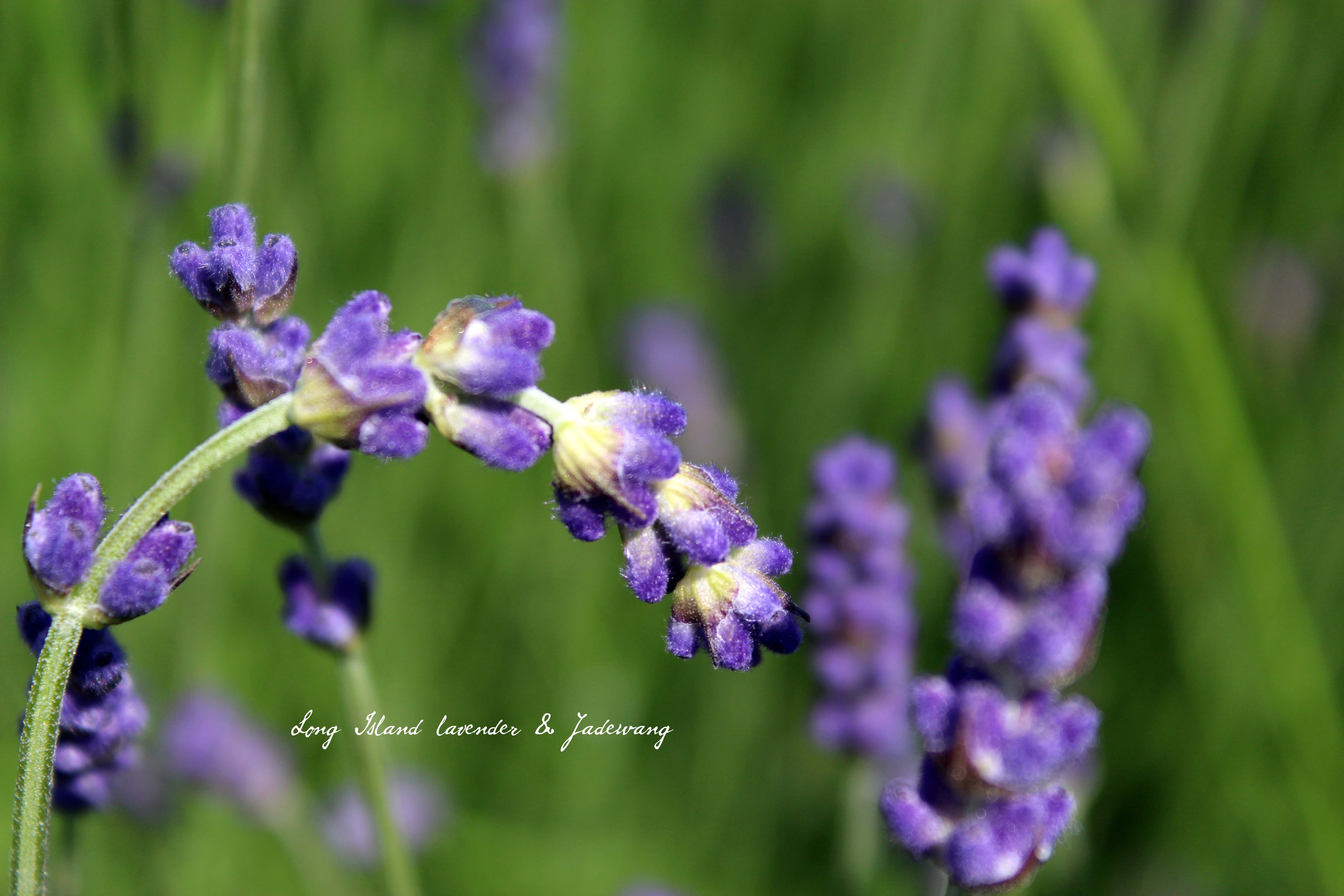 lavender by the bay                       