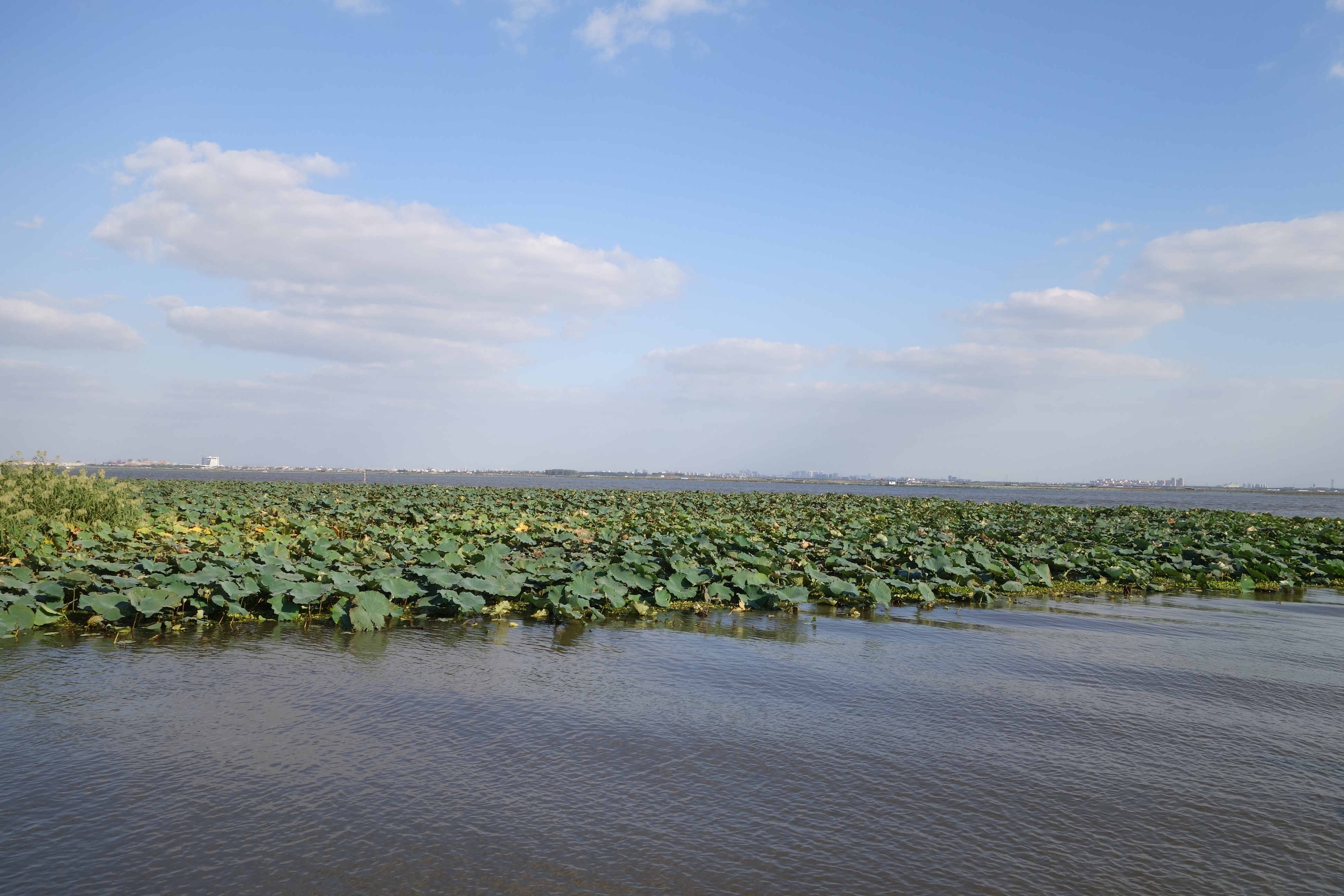 带着家人苏州阳澄湖2日自驾游,阳澄湖莲花岛,金鸡湖