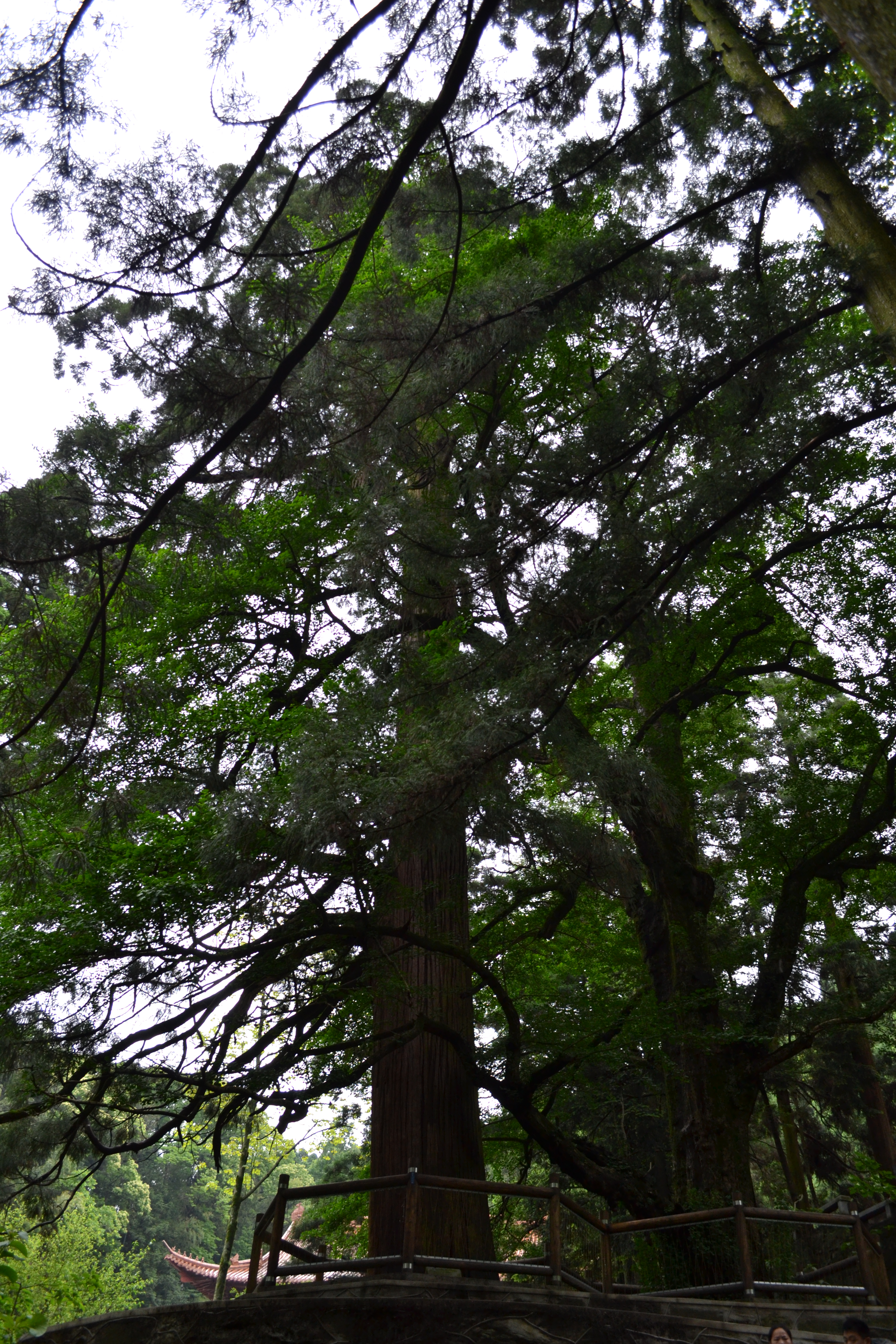 三宝树黄龙寺