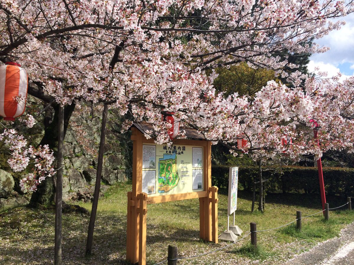 和歌山的樱花季