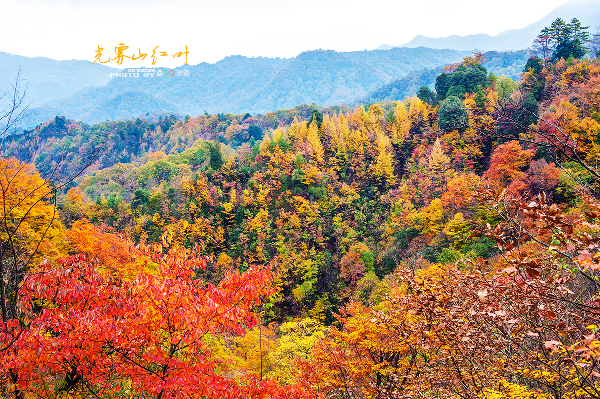 行走在漫山红叶的光雾山里