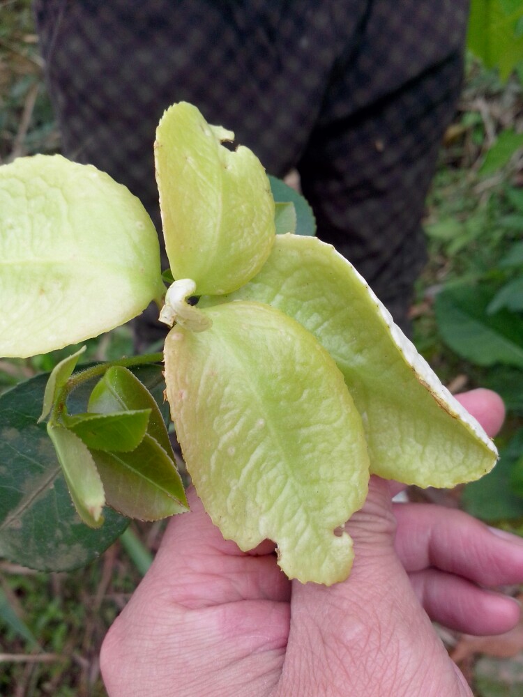 萍乡彭高摘艾,摘茶苞清明