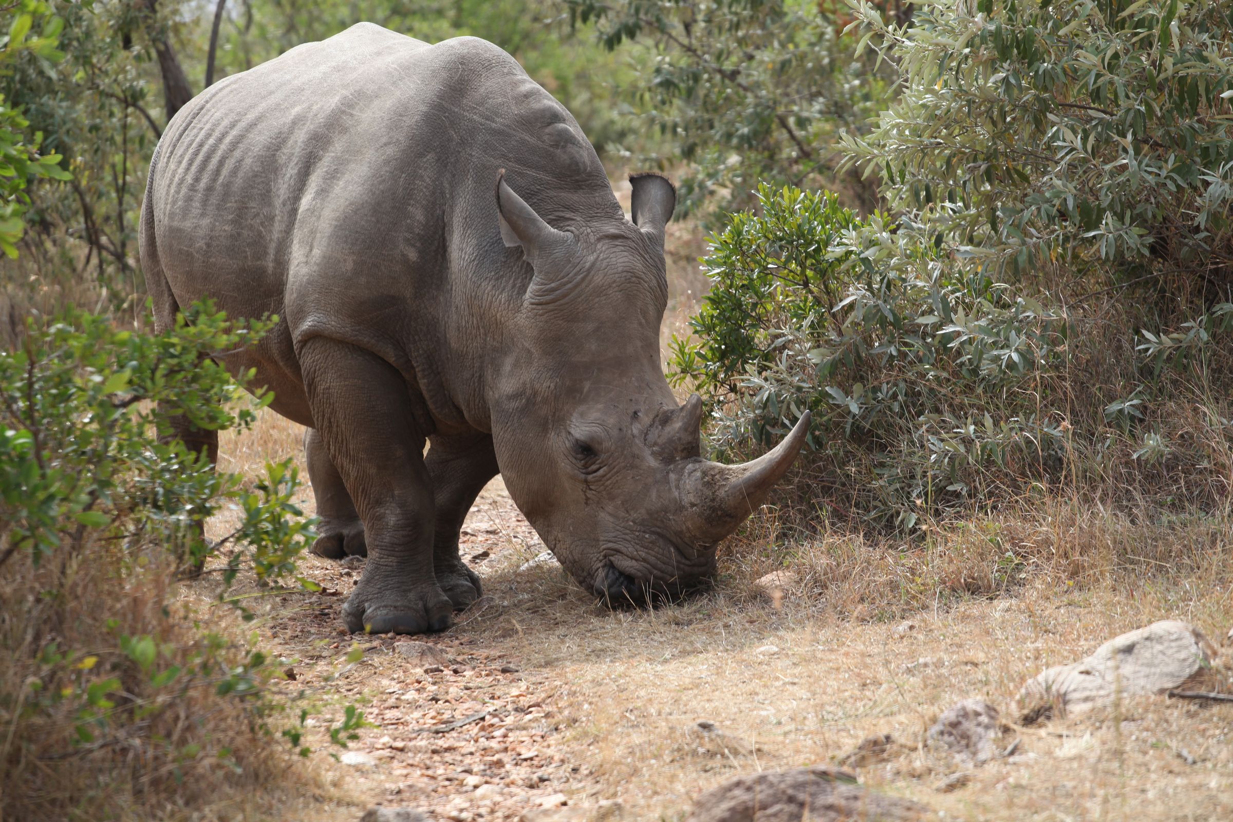 东非:超级肯尼亚,走进动物世界