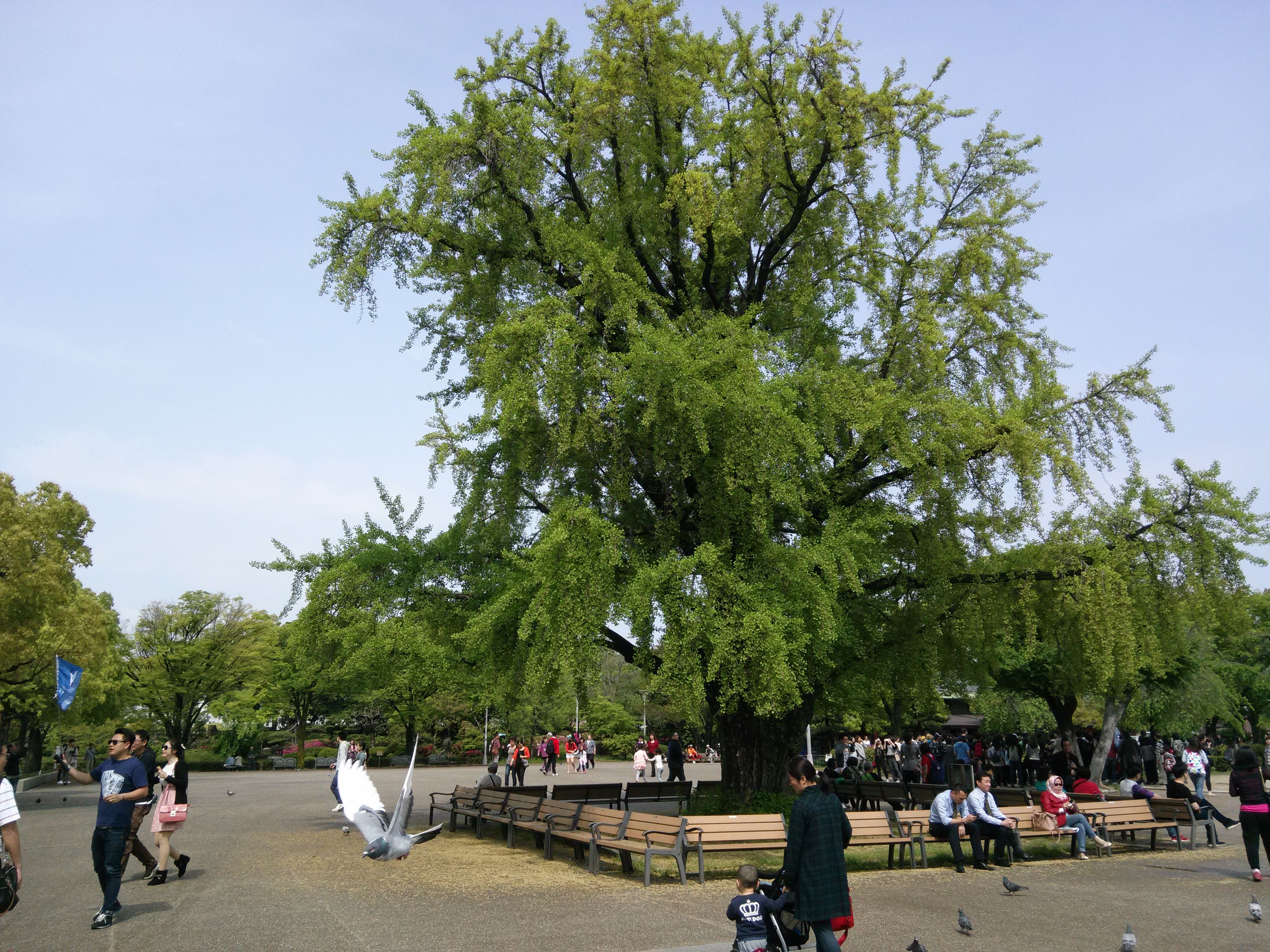 大阪城公园樱花古树