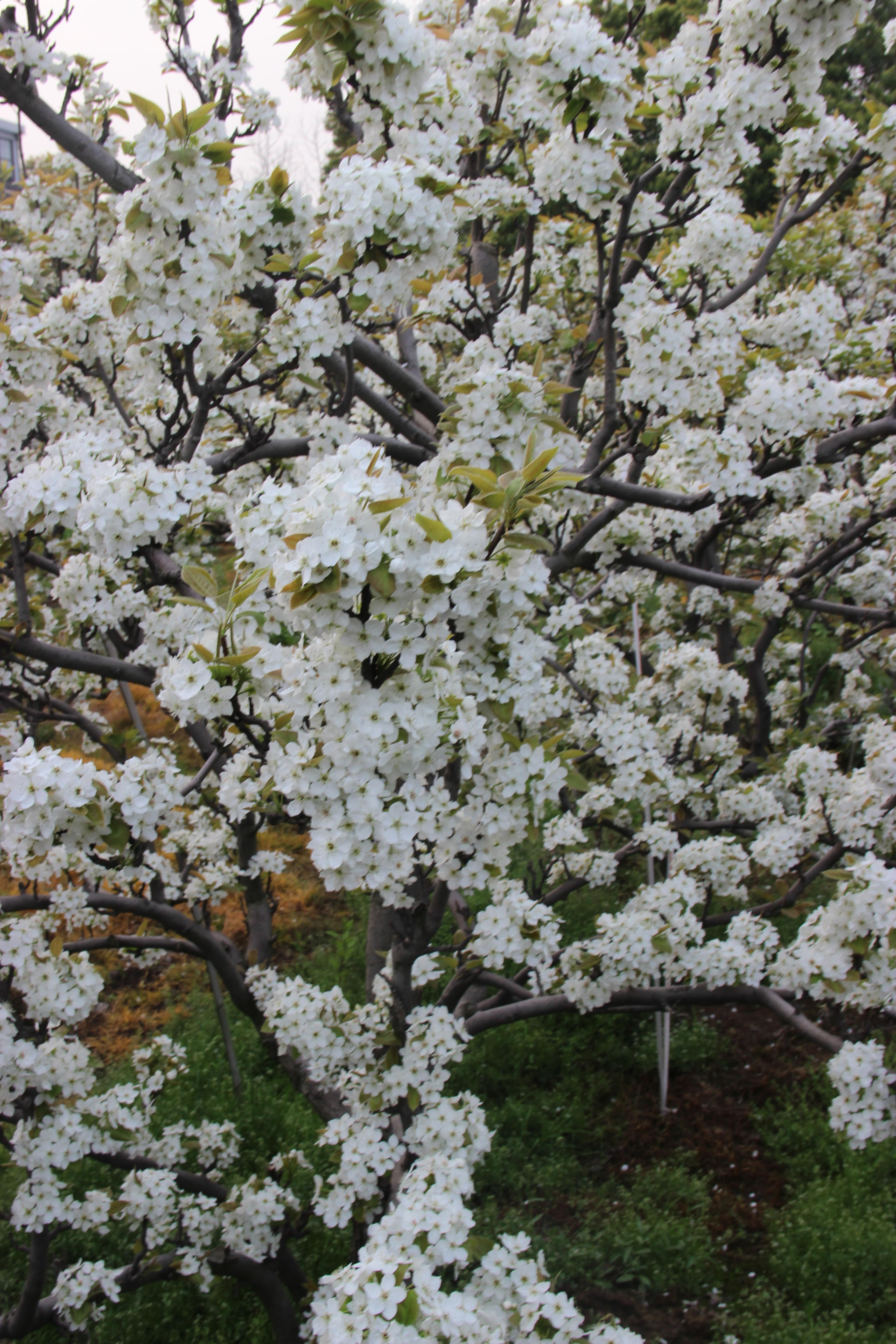 树山梨花绘画图