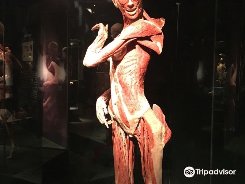 纽约人驞奥妙展攻略-人驞奥妙展门票价格多少钱-团购票价预定优惠