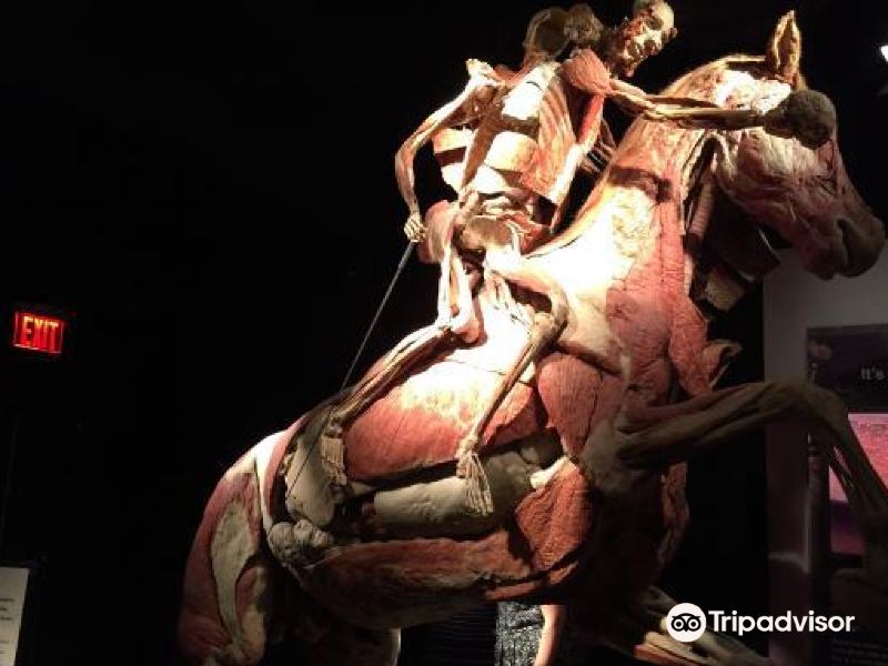纽约人驞奥妙展攻略-人驞奥妙展门票价格多少钱-团购票价预定优惠