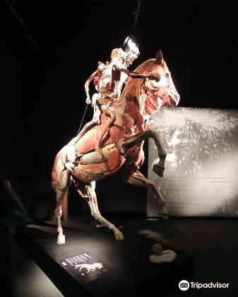 人驞奥妙展