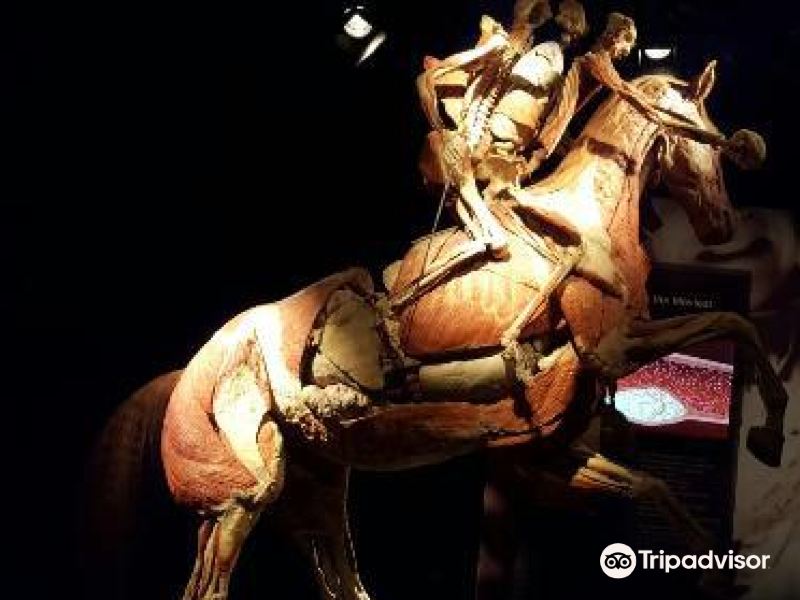纽约人驞奥妙展攻略-人驞奥妙展门票价格多少钱-团购票价预定优惠