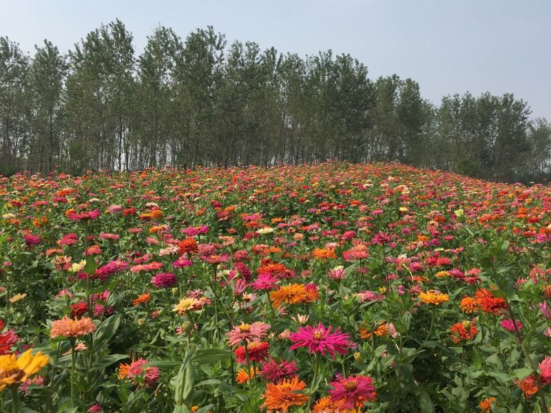 南京千盛农庄攻略-千盛农庄门票价格多少钱-团购票价预定优惠-景点