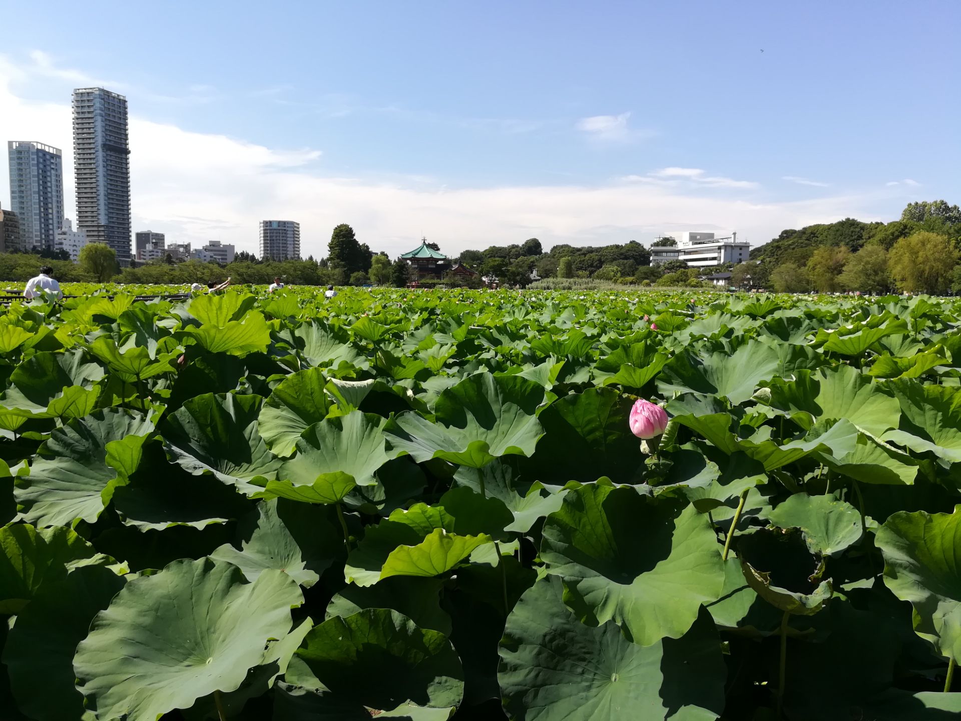 22shinobazu Pond游玩攻略 上野的不忍池就迎来了它最美 去哪儿攻略