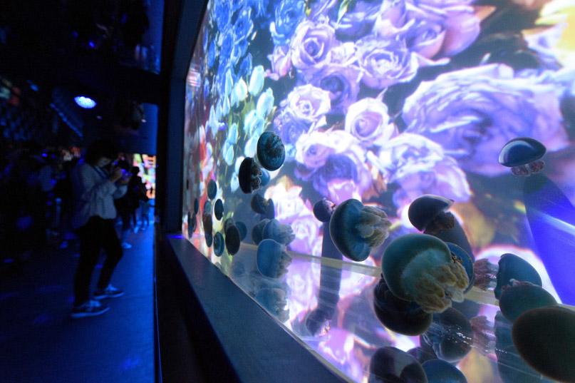 2022墨田水族馆游玩攻略,比较特别的只有水母,种类繁【去哪儿攻略】