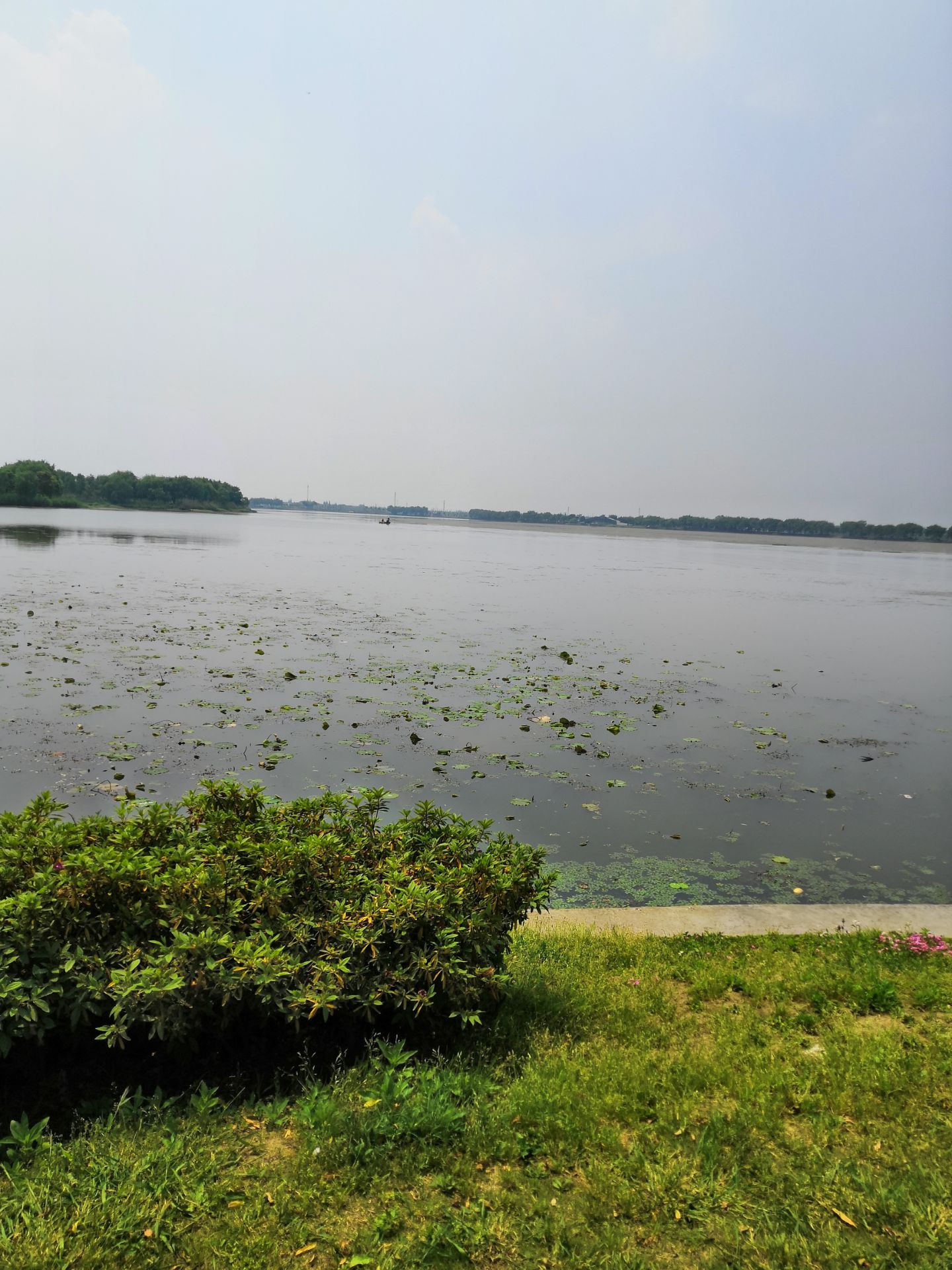 横沙岛湿地公园图片