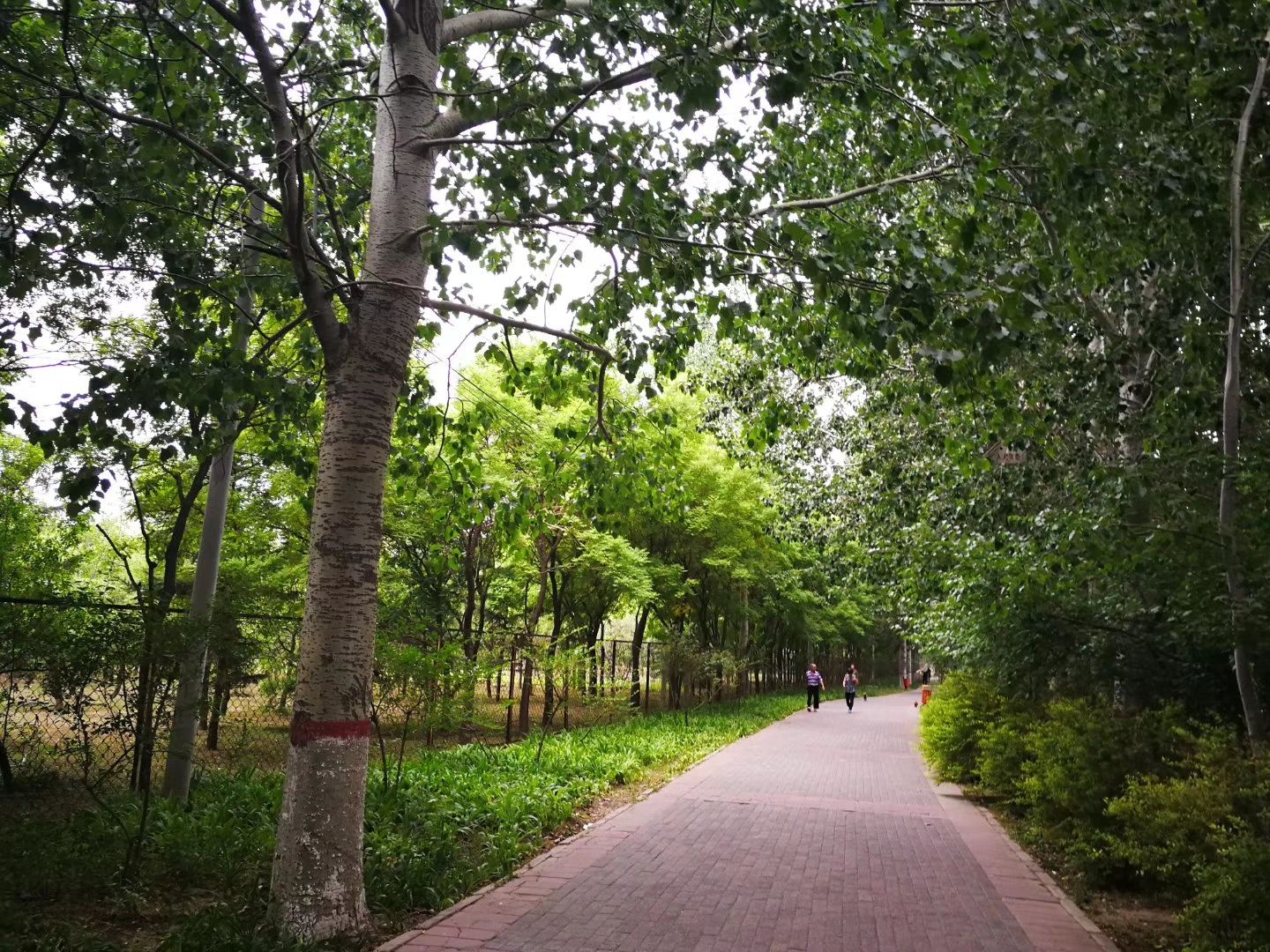 東壩郊野公園是北京城區最大的郊野公園佔地面積足有3000多畝公園免費