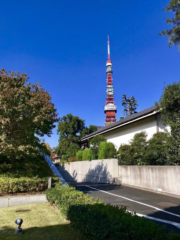 发现芝公园比想象中小的多,而且樱花树也不多,最好看的莫过于下面这幅