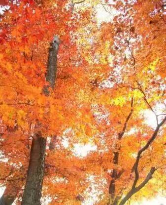 2023有栖川宫纪念公园游玩攻略,狭窄的小路和楼梯可以让你和.