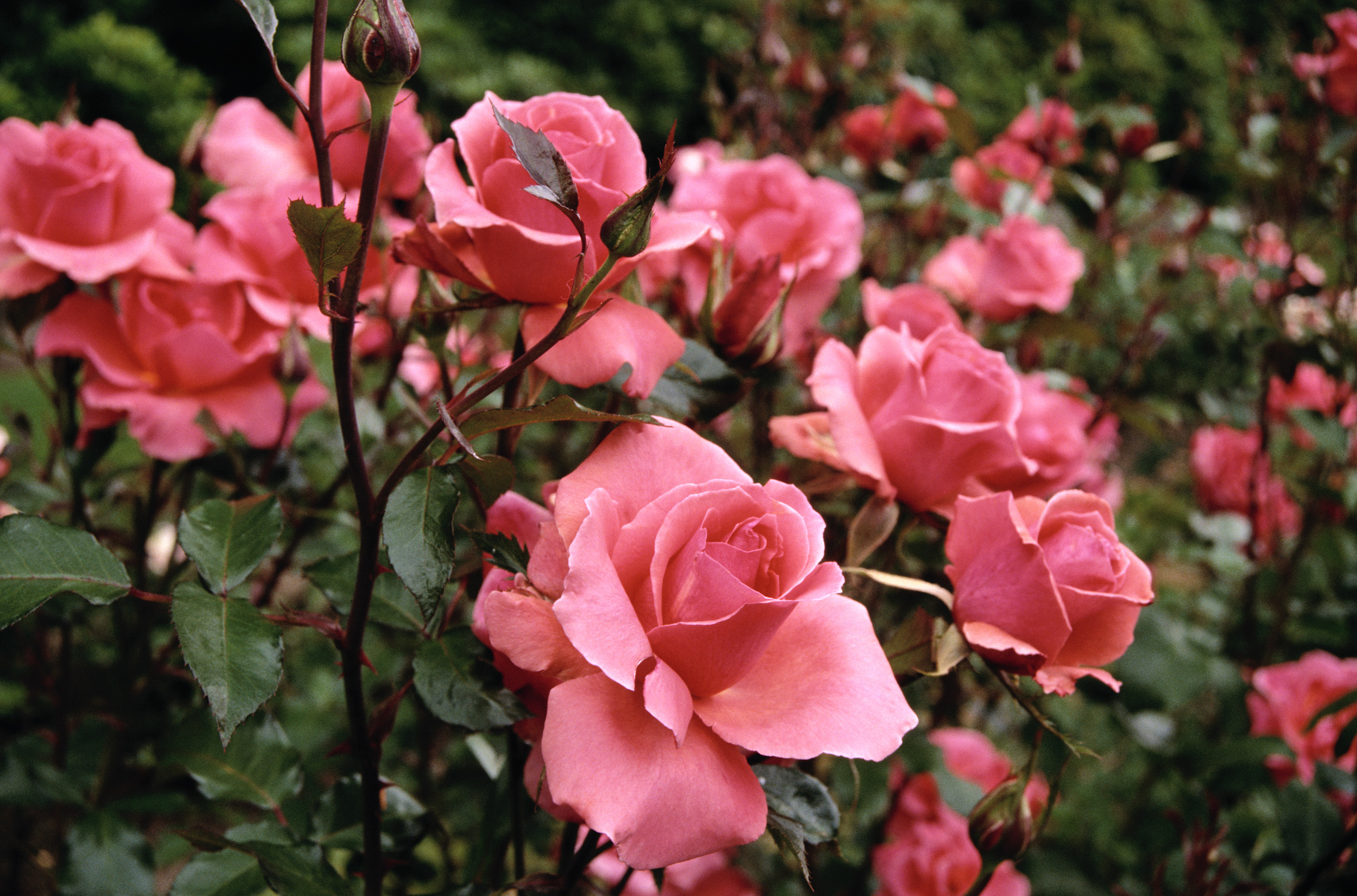 悉尼swane S Nurseries游玩攻略 Swane S Nurseries门票多少钱 价格表 团购票价预定优惠 景点地址在哪里 图片介绍 参观预约 旅游游览顺序攻略及注意事项 营业时间 携程攻略