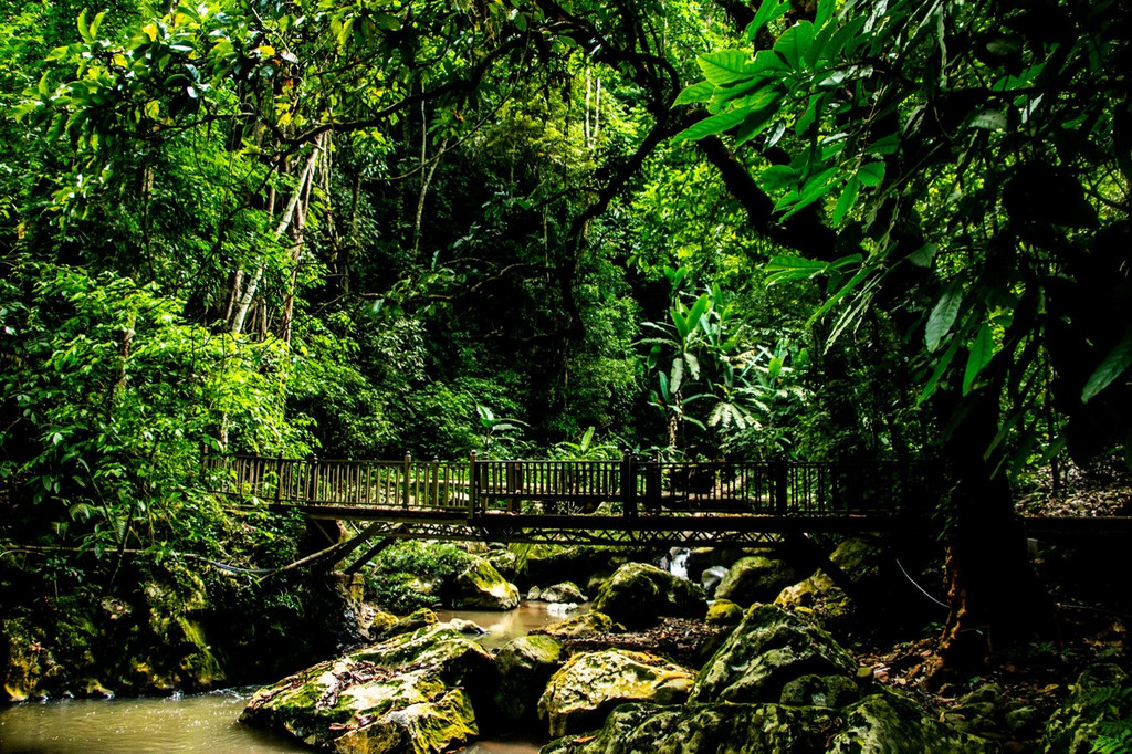 西双版纳下个网红地,国内最大最美的秘境雨林勐远仙境,难怪顶流明星