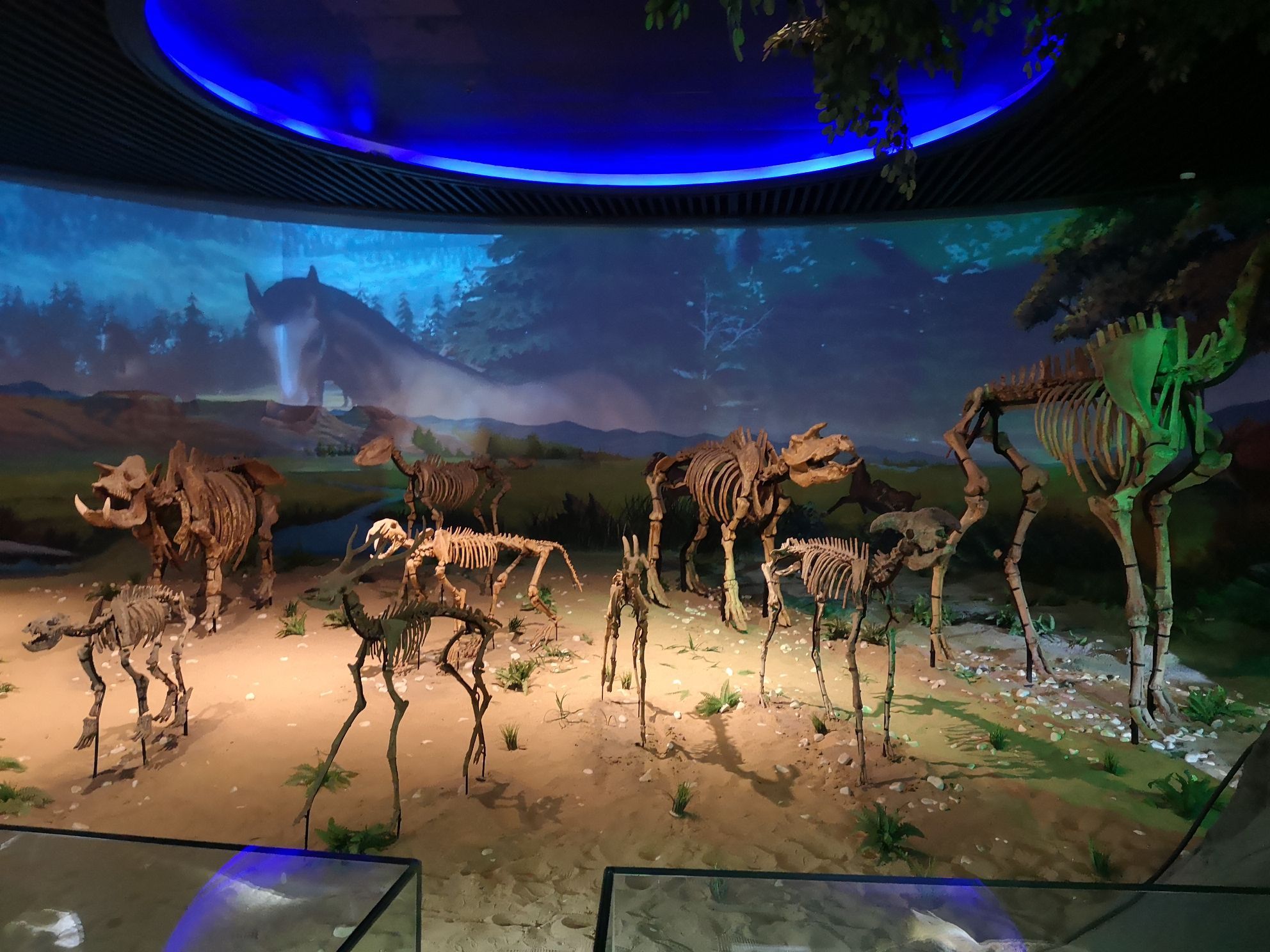 2022安徽省地质博物馆游玩攻略,馆内地质,环境,动物,植物