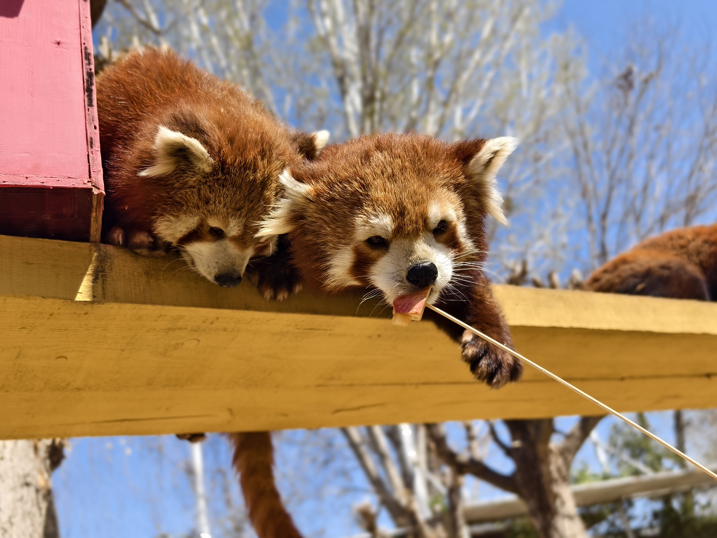 1-Day Baoding Adventure: Zoos, Ponds & Lakes