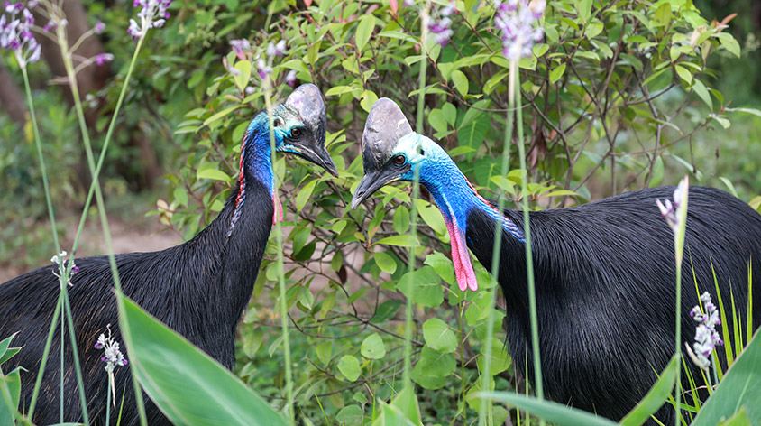 上海野生动物园(Shanghai Wild Animal Park)