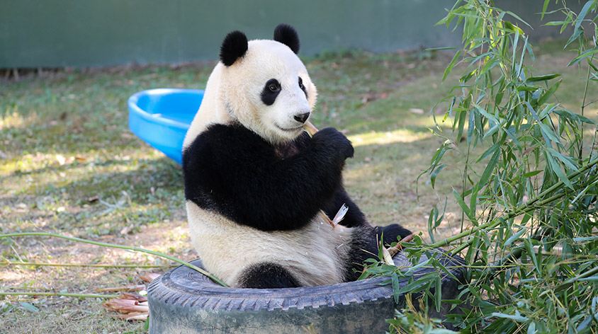 上海野生动物园(Shanghai Wild Animal Park)