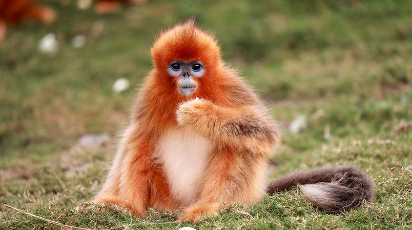 上海野生动物园(Shanghai Wild Animal Park)