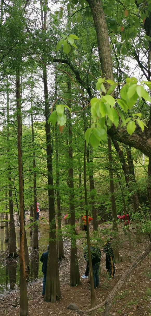 天目湖山水園,這裡真的可以說是天然氧吧了,富含氧負離子,走走特別心