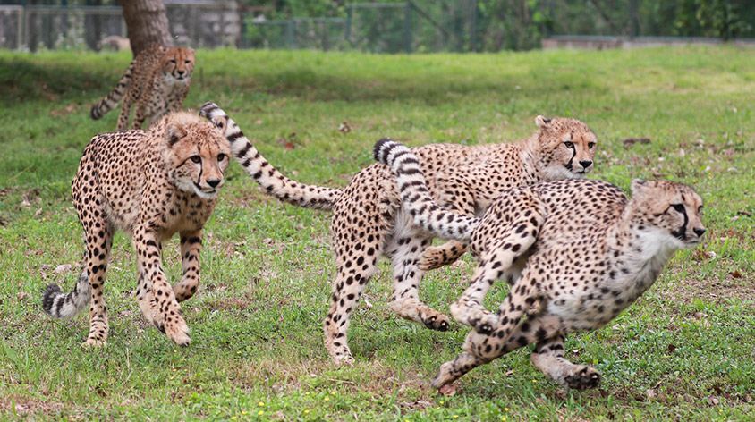 上海野生动物园(Shanghai Wild Animal Park)