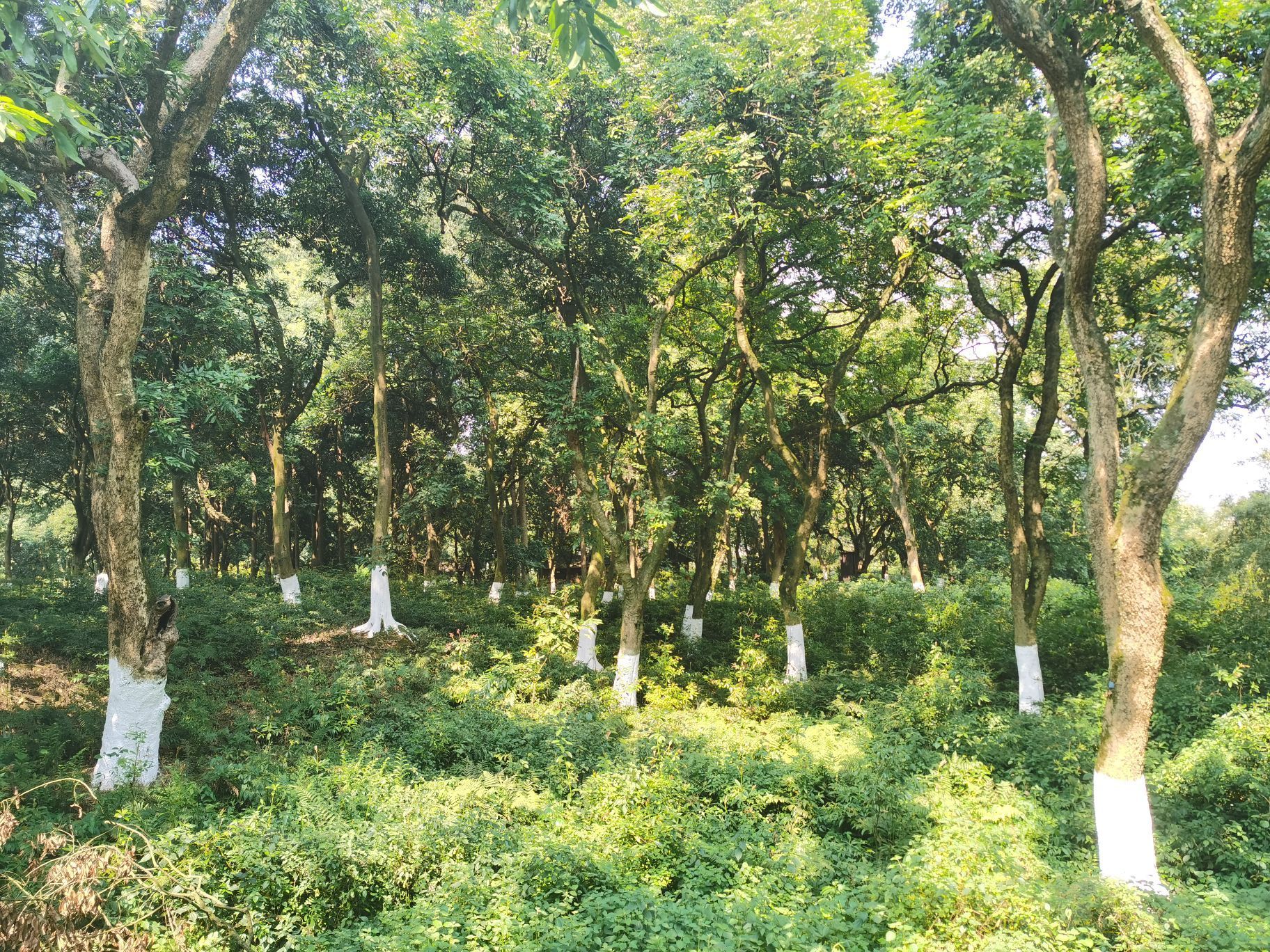 确实是非常巴适的地方,非常适合散步,非常适合习 呼吸新鲜空气