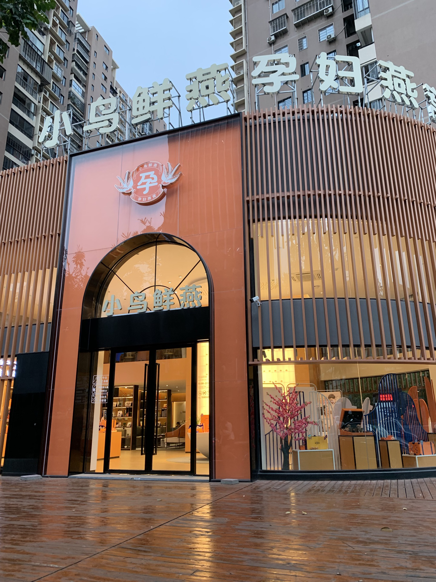 小鸟鲜燕孕妇燕窝