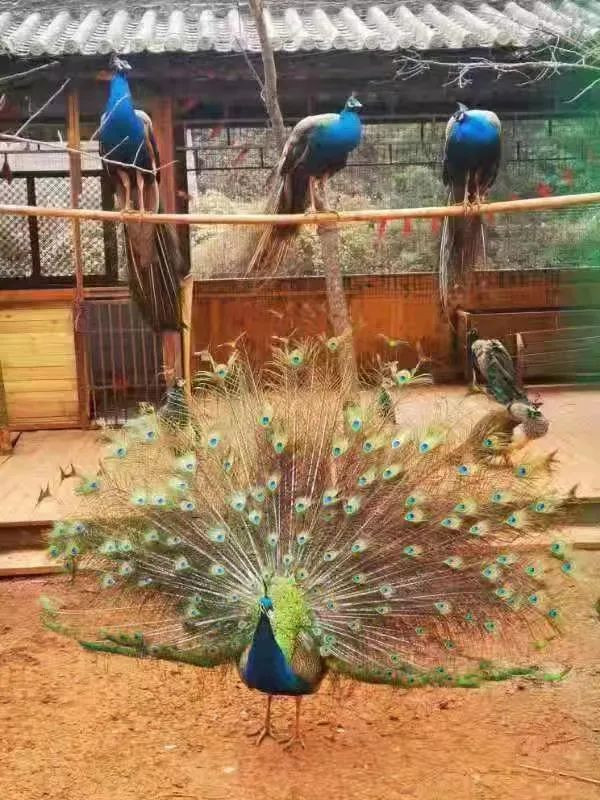 昆明旅游网