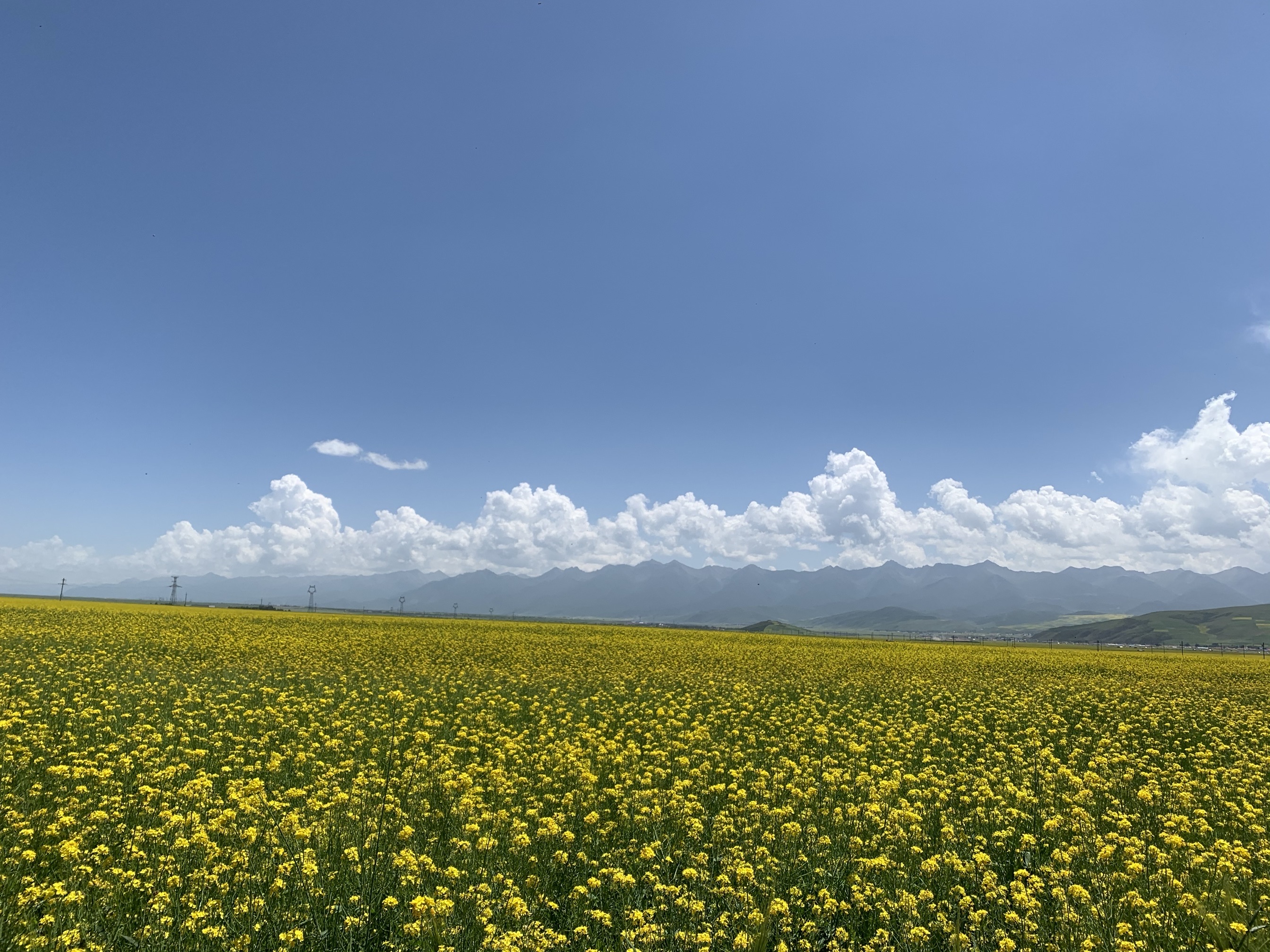 门源百里油菜花海