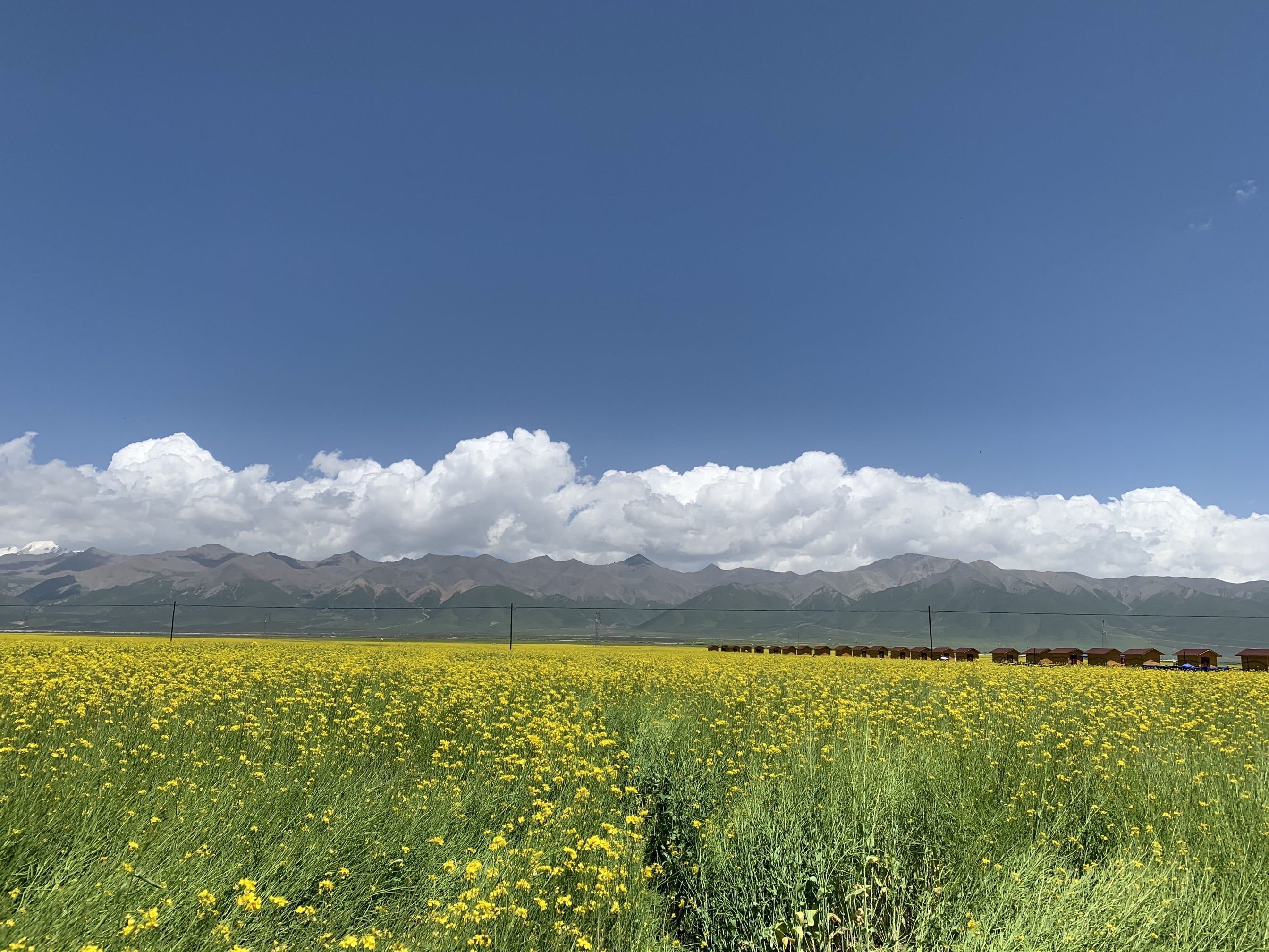 【携程攻略】门源门源百里油菜花海景点,这次来的有点晚!