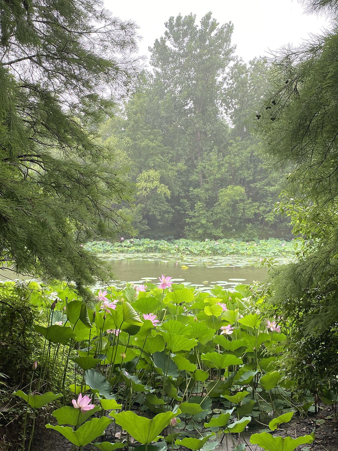 2022高邮湖芦苇荡湿地公园游玩攻略,高邮湖芦苇荡湿地公园度假区...【去哪儿攻略】
