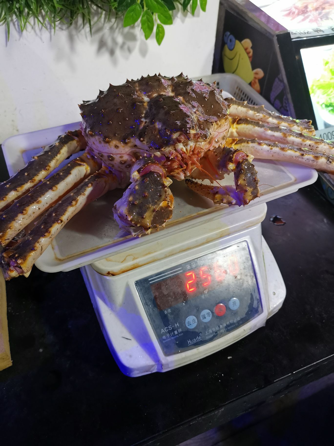 帝王蟹肉质鲜嫩,三个人干完都吃的饱饱的.总的来说还是挺满意的,希望