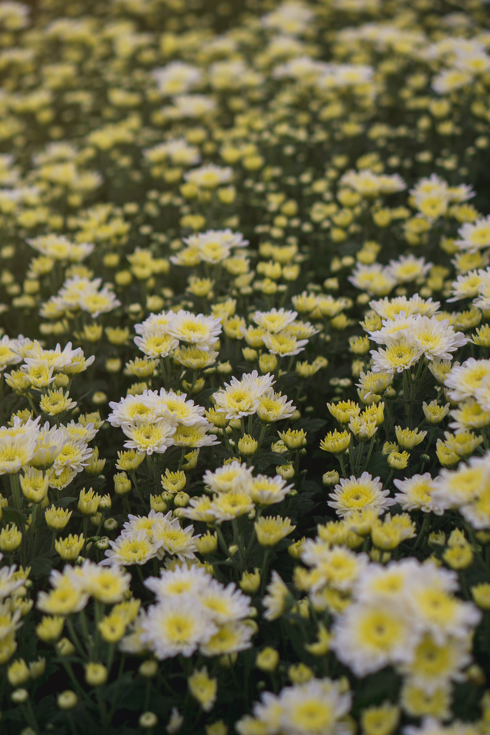 2-Day Panzhihua Tour: Exploring the Three-line Construction Museum, Panzhihua's Floral Beauty