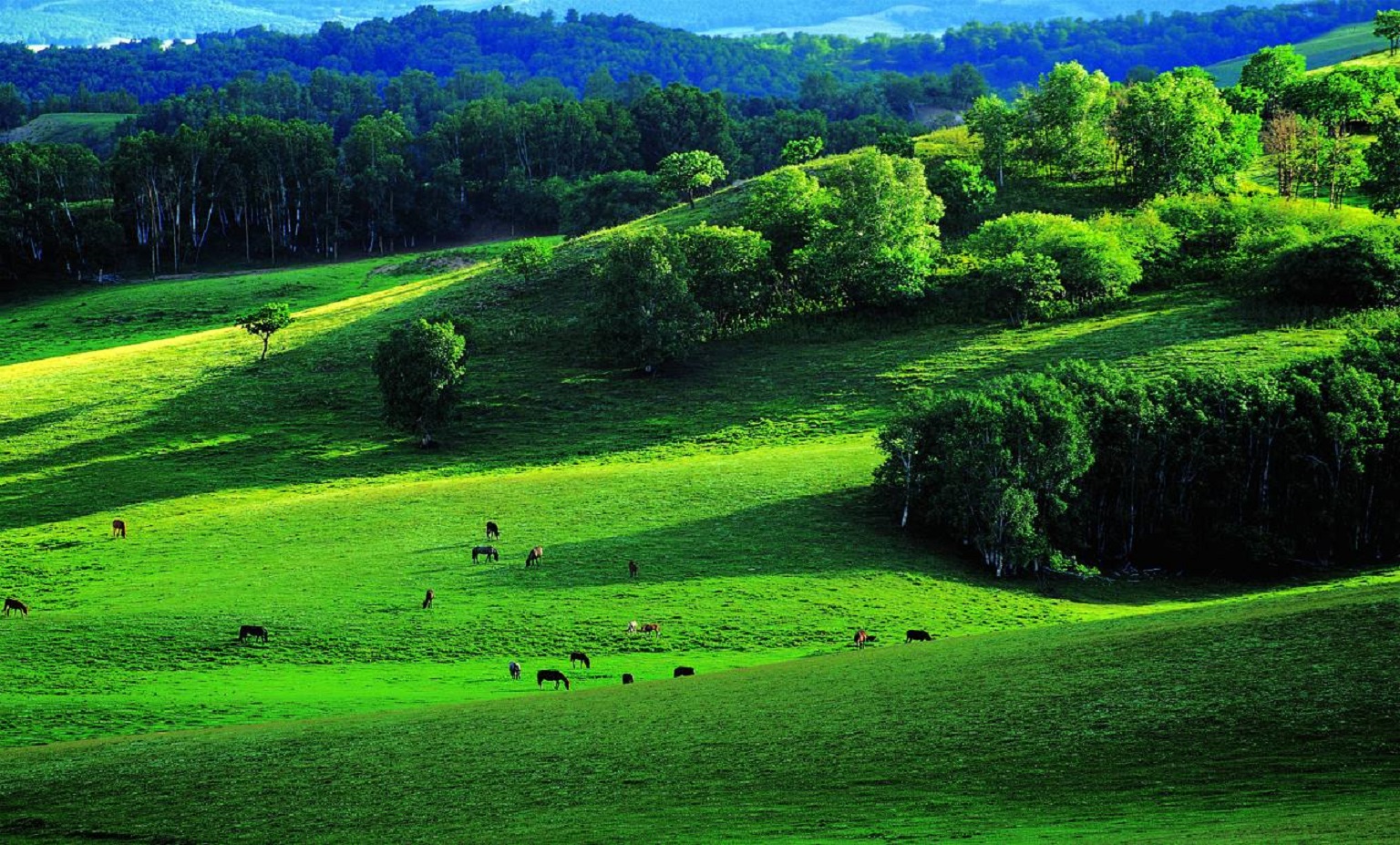 【亲子穿越】2021年夏季亲子草原行,带上装备穿越云慢疏林大草原