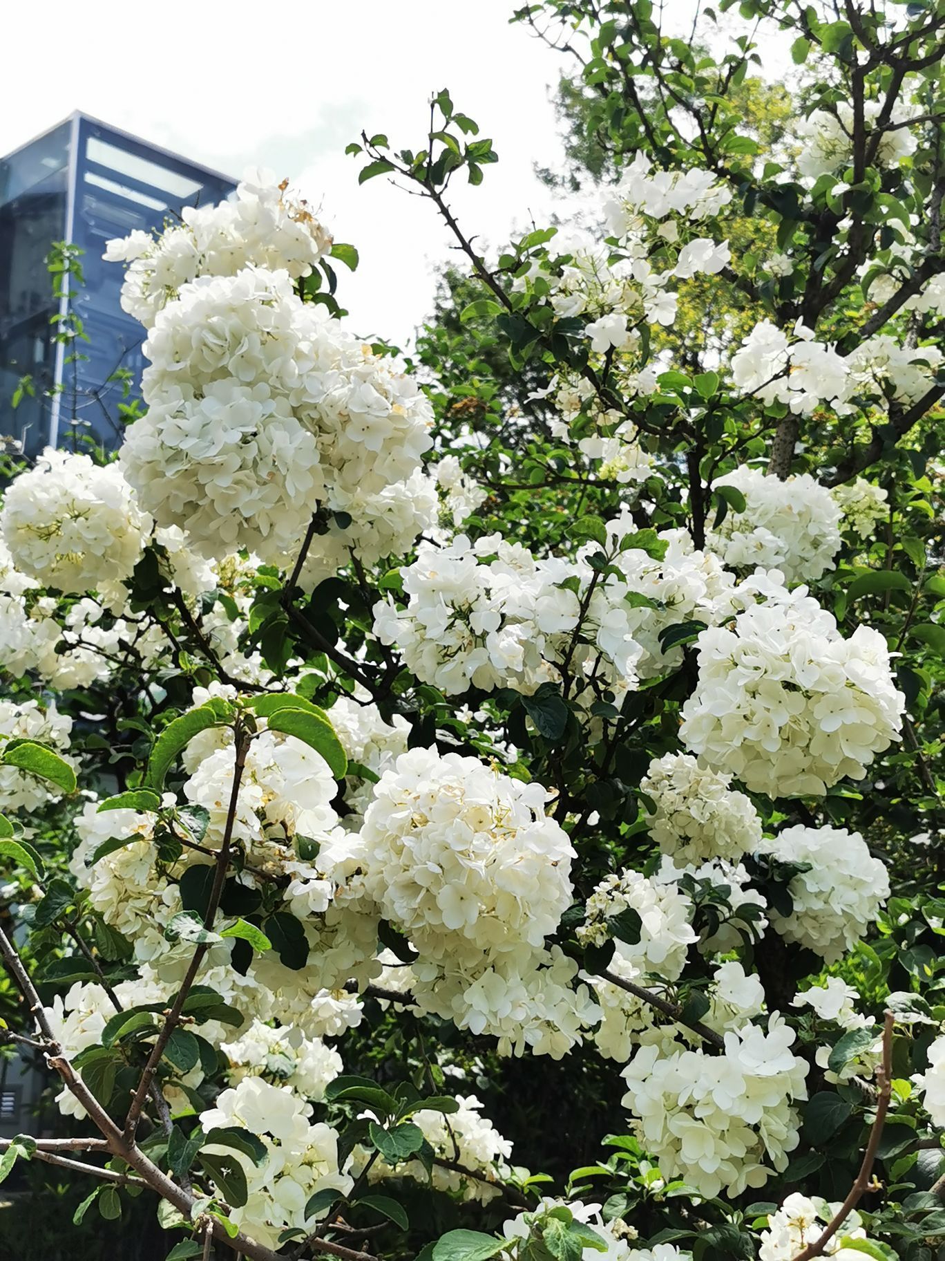 【携程攻略】昆山亭林园景点,琼花是昆山的市花,而昆山的亭林园是观赏