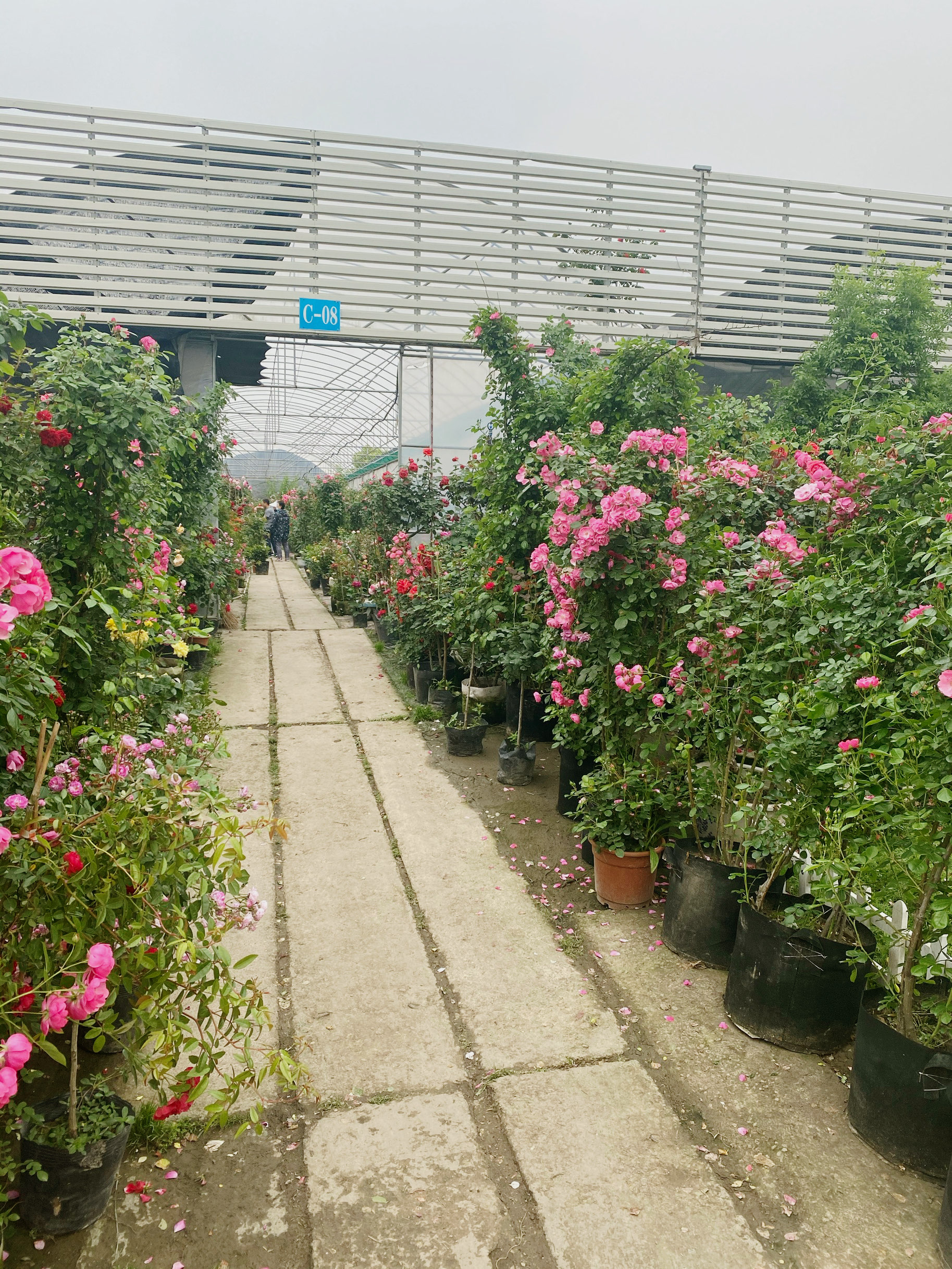 上海华新花卉苗木基地