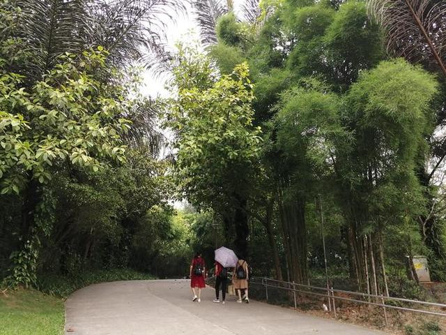 南宁民族广场小树林图片