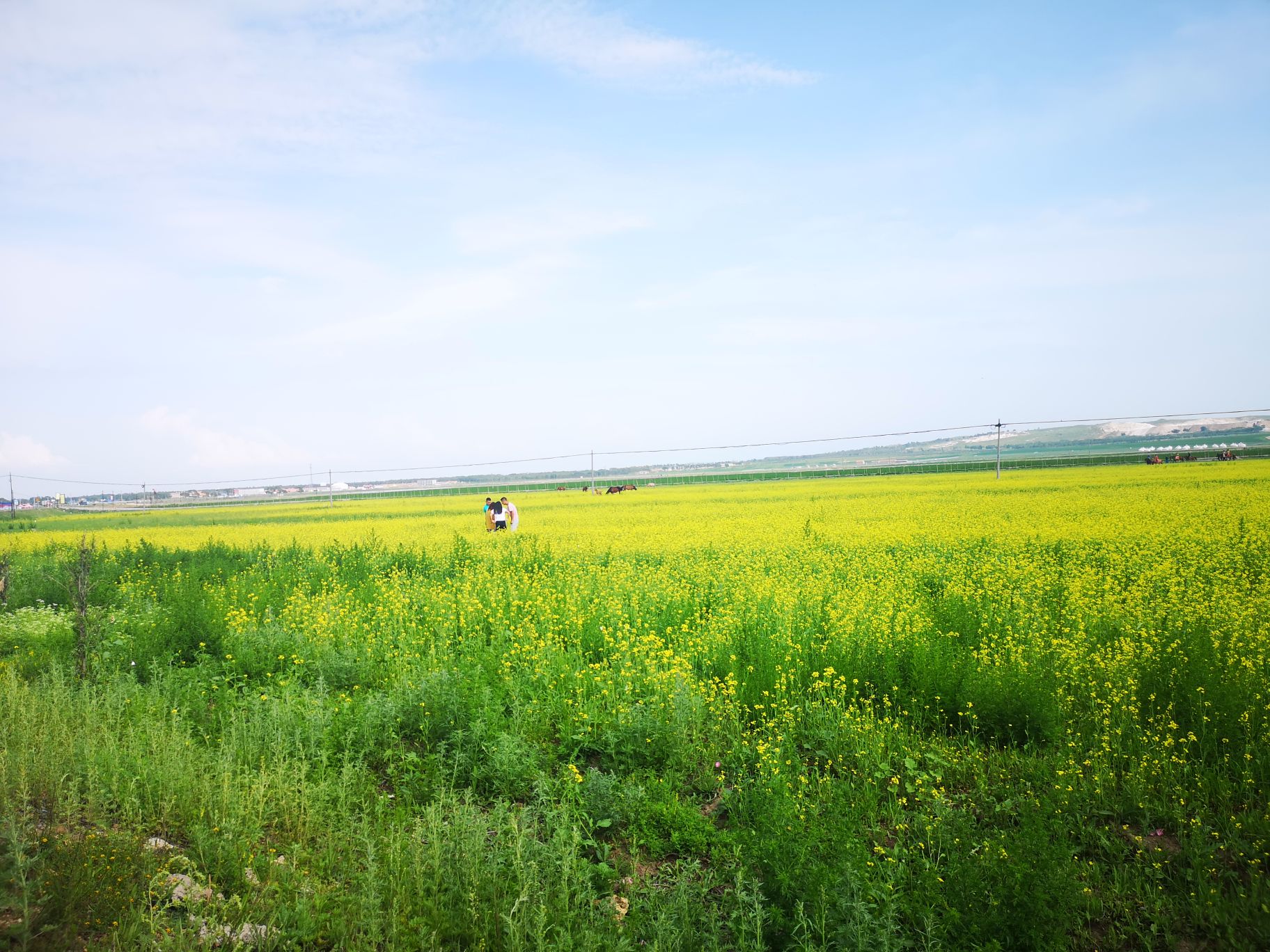 沙雅伊芳                          五一草原刚出土,建议来张北坝上