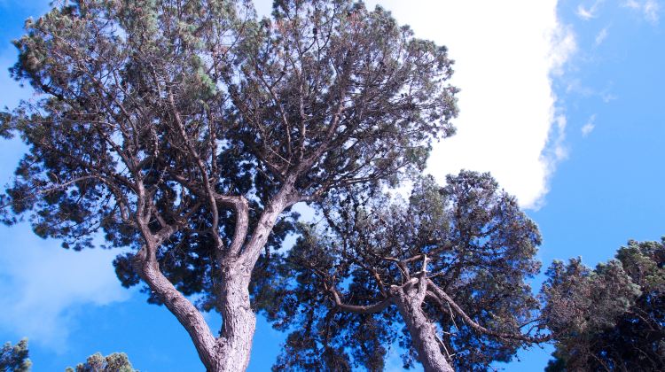 九华山吉祥松游玩攻略-吉祥松门票多少钱/价格表-团购票价预定优惠