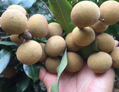 青山龙眼贡果园